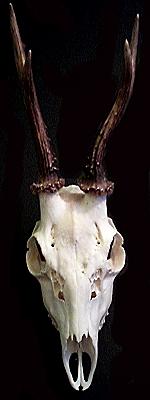 Tierschädel